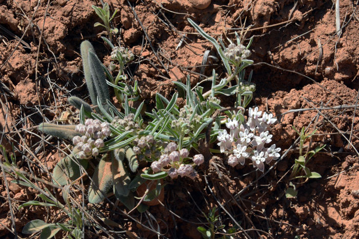 Dwarf Milkweed is a small low growing plant that gets up to 10 inches or so. Dwarf Milkweed is a native perennial. Flowers bloom from April to July. Asclepias involucrata